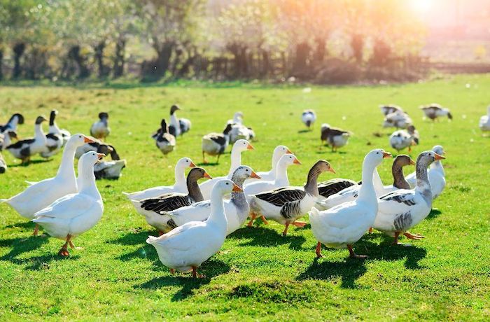 ガチョウの飼料